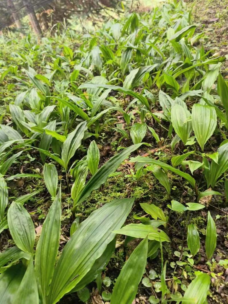 毛慈菇种苗大量有货，自己基地一手货源，量大价格可以谈