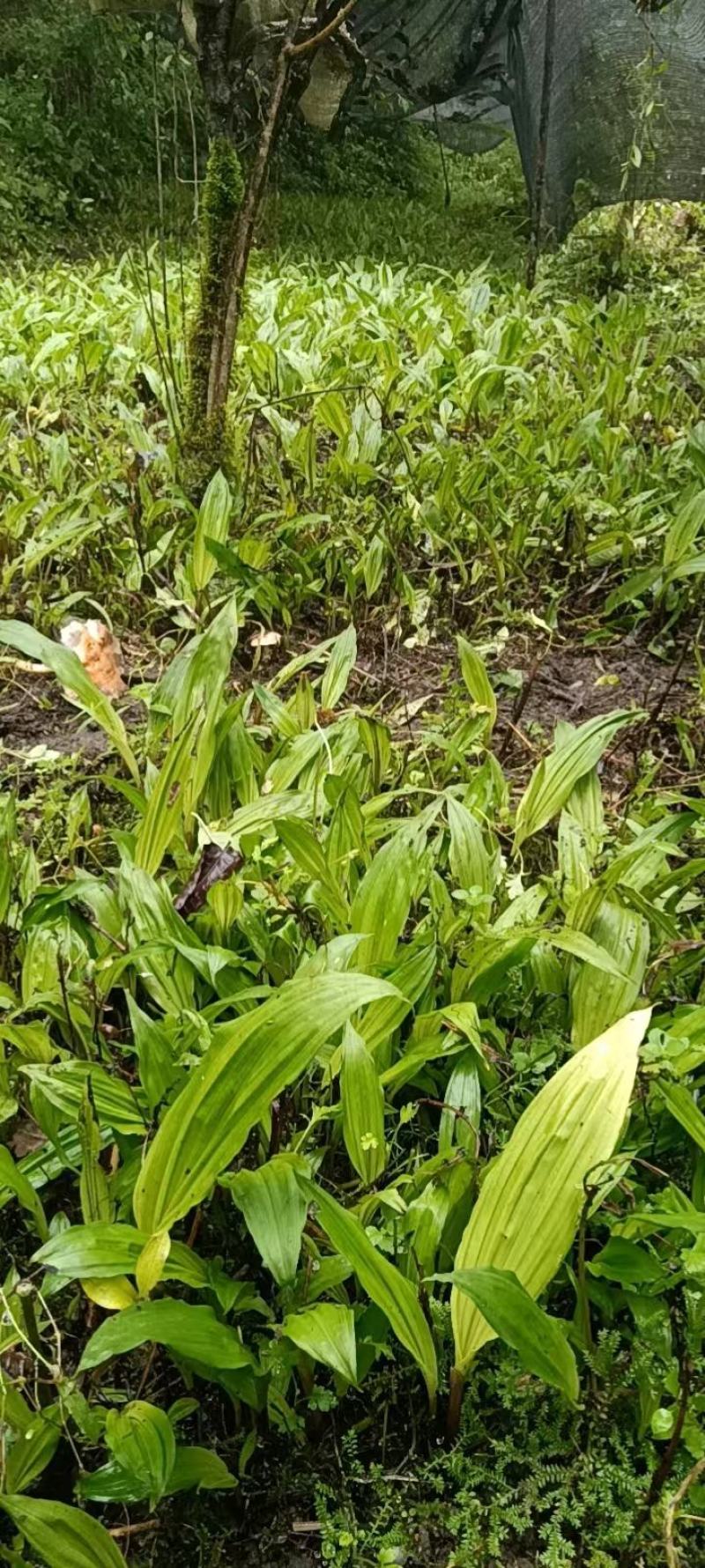 毛慈菇种苗大量有货，自己基地一手货源，量大价格可以谈