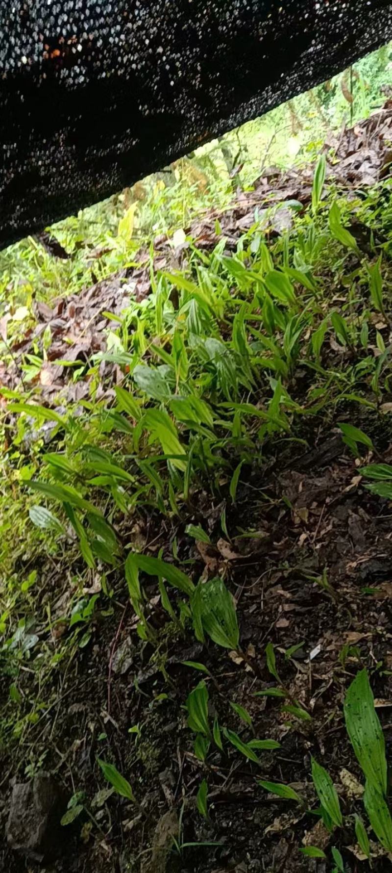 毛慈菇种苗大量有货，自己基地一手货源，量大价格可以谈