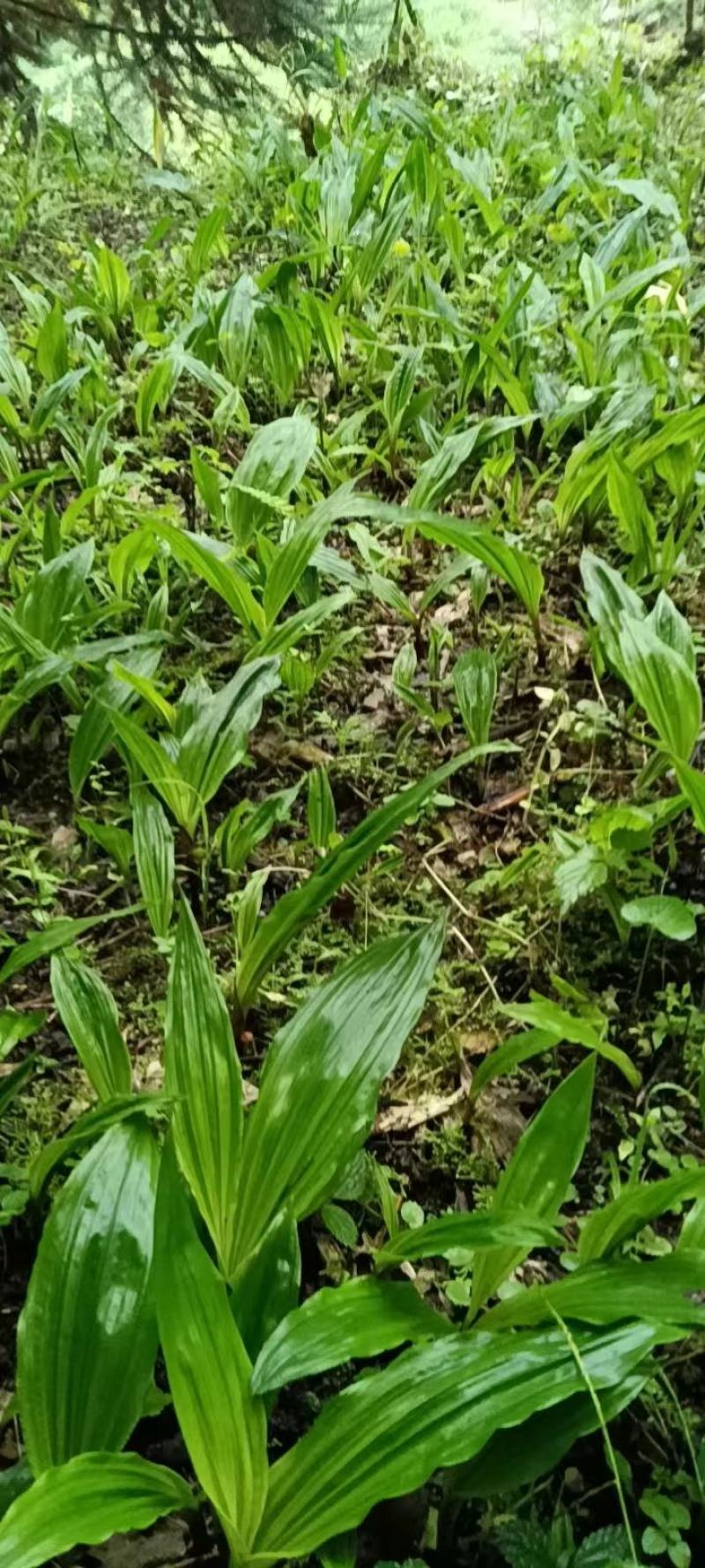 毛慈菇种苗大量有货，自己基地一手货源，量大价格可以谈
