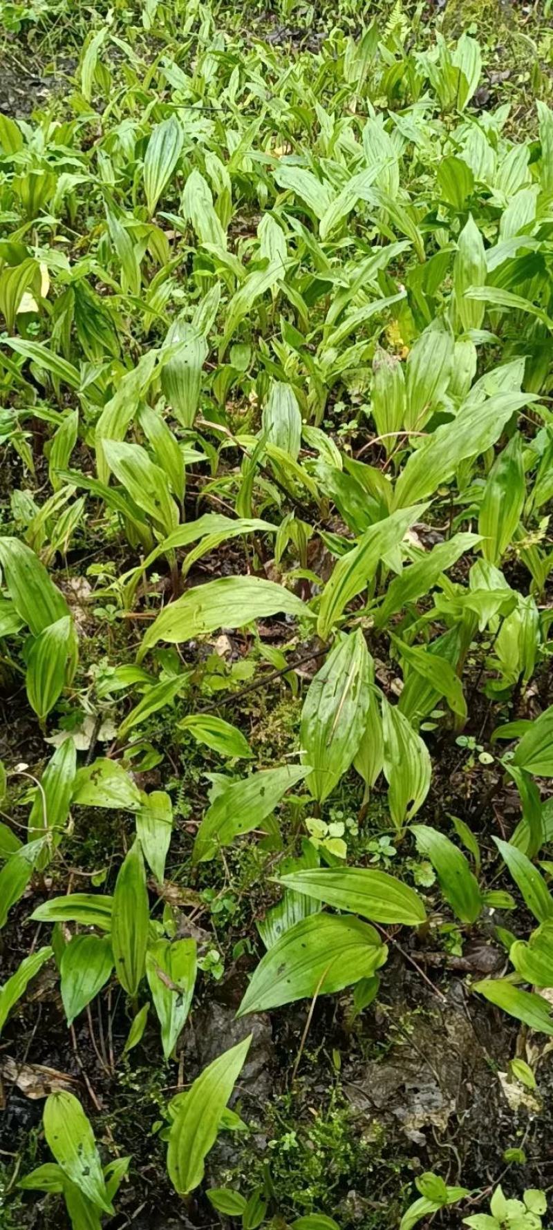 毛慈菇种苗大量有货，自己基地一手货源，量大价格可以谈