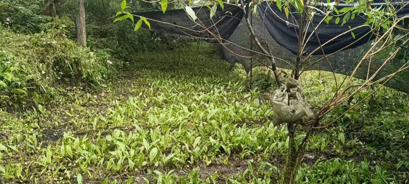 毛慈菇种苗大量有货，自己基地一手货源，量大价格可以谈