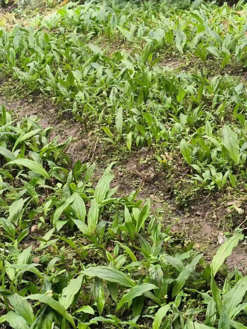 毛慈菇种苗大量有货，自己基地一手货源，量大价格可以谈