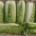 精品大白菜，小包头新菜大量上市品质优良，价格优惠