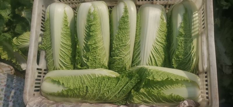 精品大白菜，小包头新菜大量上市品质优良，价格优惠