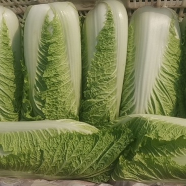 精品大白菜，小包头新菜大量上市品质优良，价格优惠