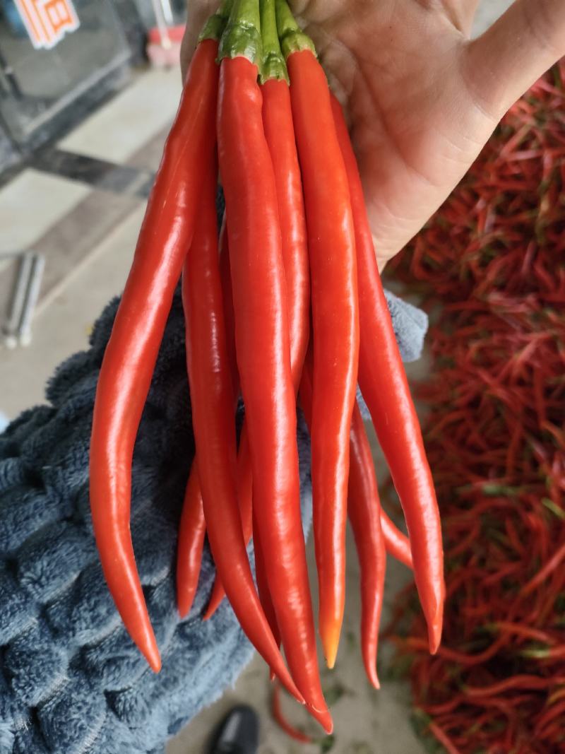 精品红线椒厂货各种辣椒量大