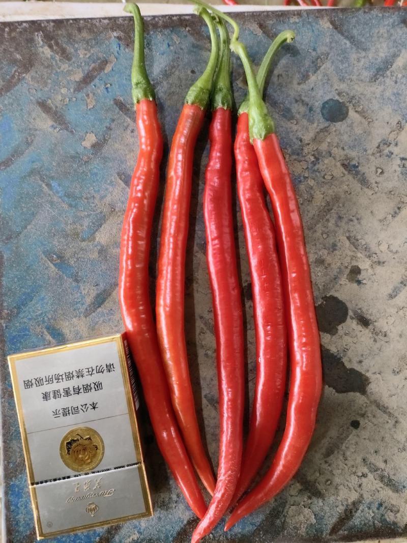 精品红线椒厂货各种辣椒量大