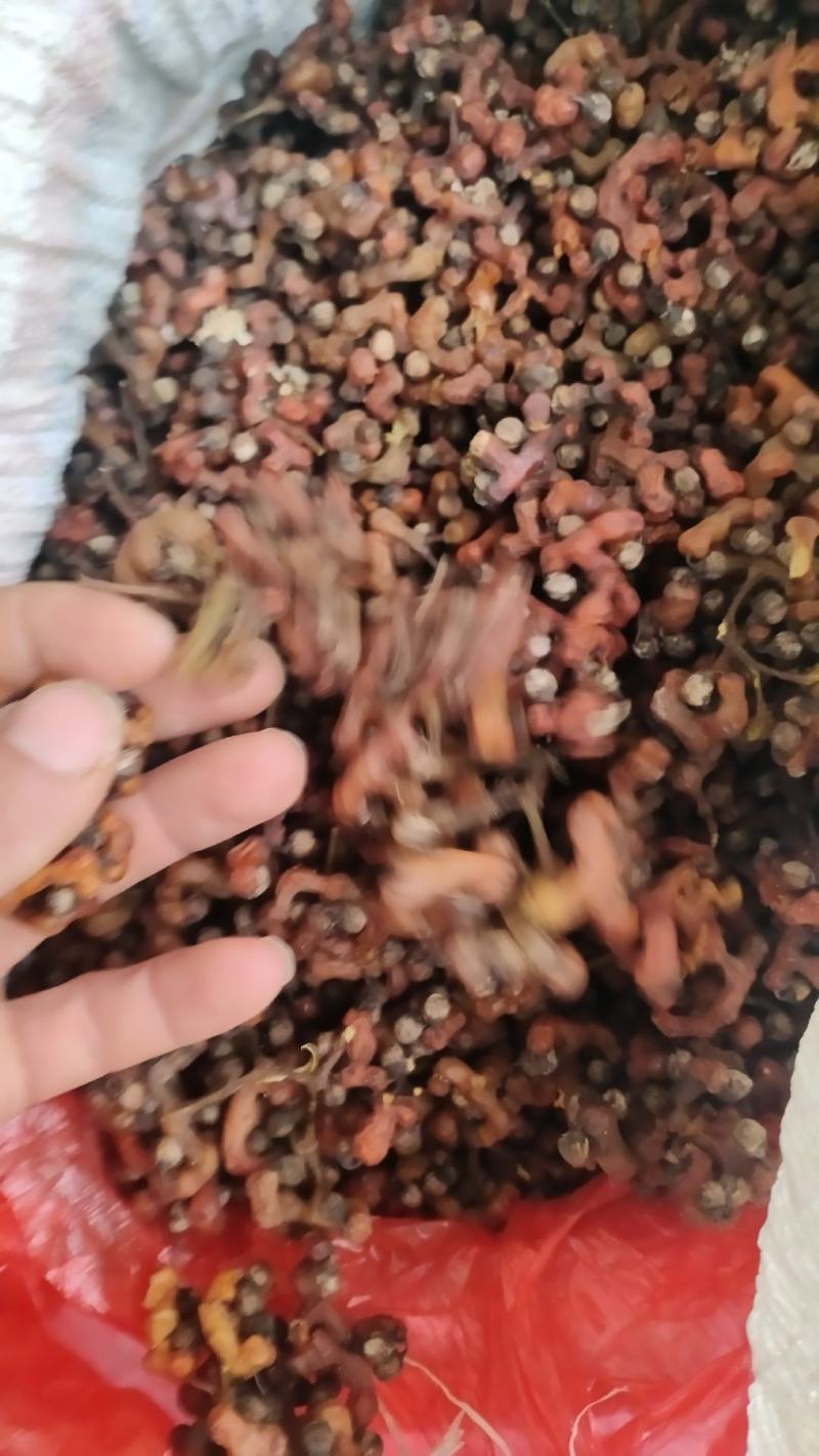 万寿果拐枣味道香甜可口泡酒泡水煲汤生吃都可以