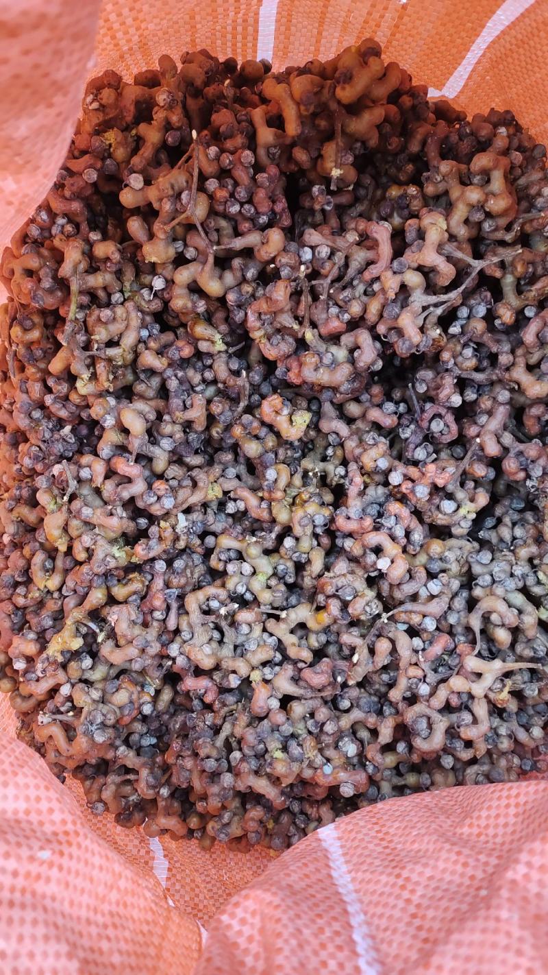 万寿果拐枣味道香甜可口泡酒泡水煲汤生吃都可以