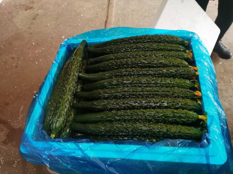 新秧中合19.密刺黄瓜目前大量上市需要的抓紧联系货源充足
