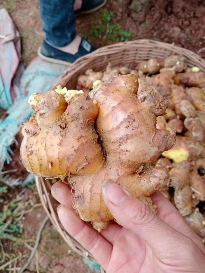 四川威远优质生姜老姜色泽艳丽，货源充足，品质保证