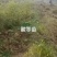 【技术指导】酸枣苗，山枣苗药用酸枣苗，双仁酸枣苗基地直供