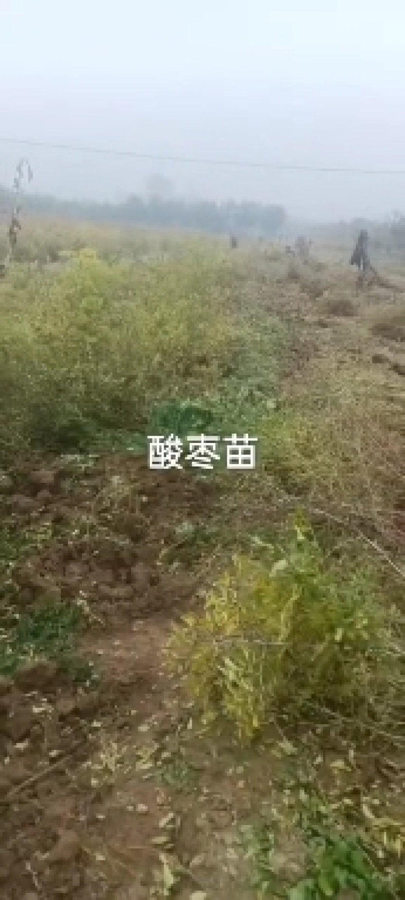 【技术指导】酸枣苗，山枣苗药用酸枣苗，双仁酸枣苗基地直供