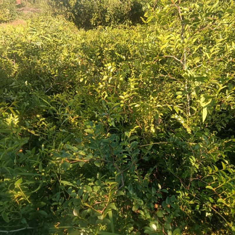 【技术指导】酸枣苗，山枣苗药用酸枣苗，双仁酸枣苗基地直供