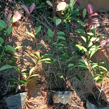 红叶石楠大杯，大量出售