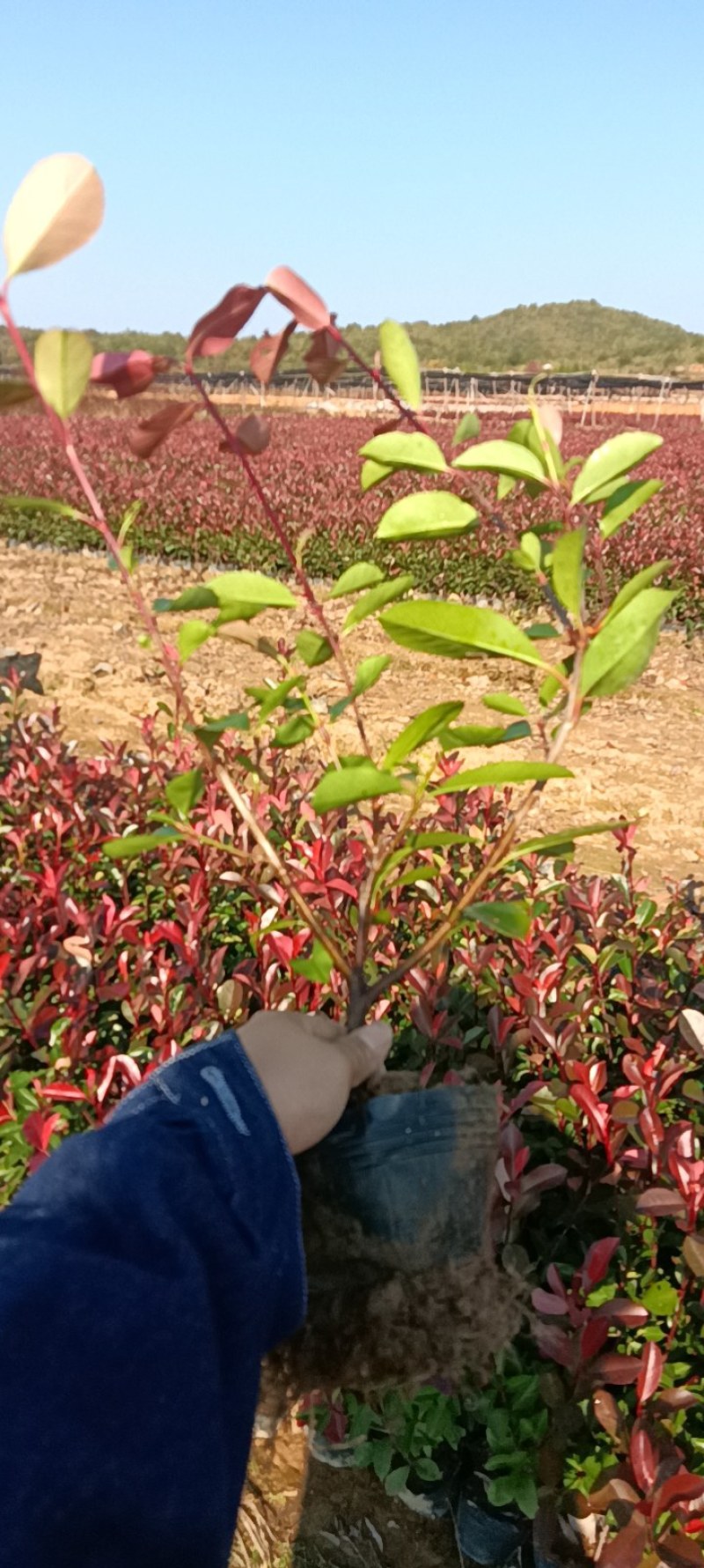 红叶石楠大杯，大量出售