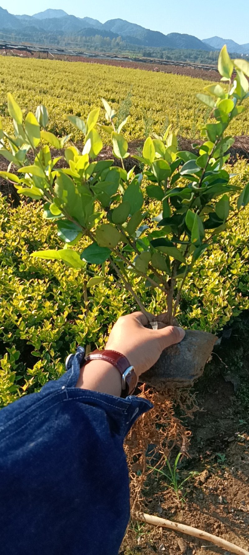 红叶石楠大杯，大量出售