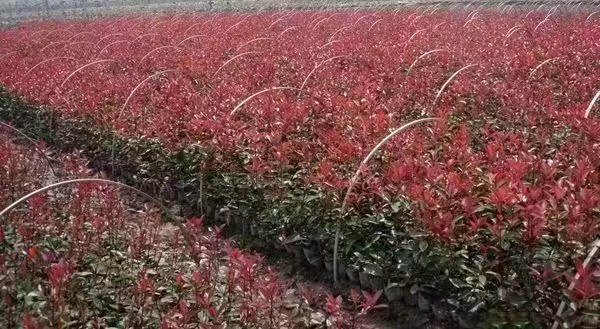 高杆红叶石楠在城市绿化中的应用