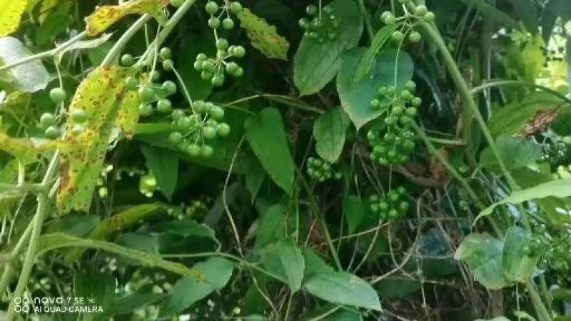 牛尾菜种子牛尾蕨鞭干菜鞭干蕨龙須菜龙须蕨种子