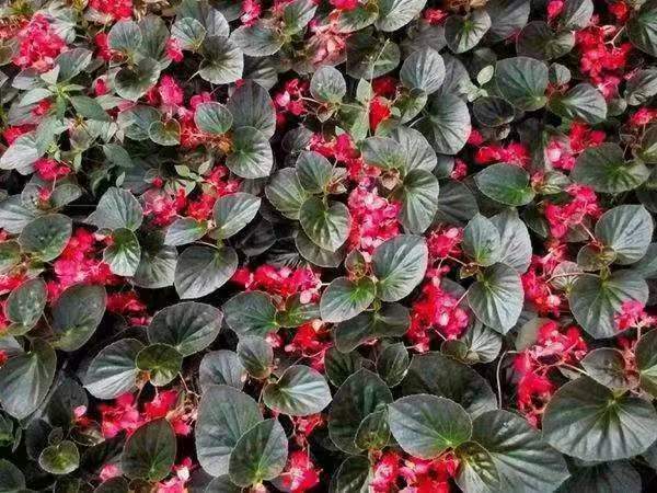 展示红布林品牌联名活动宣传海报,突出时尚与科技元素 红布林品牌活动海报