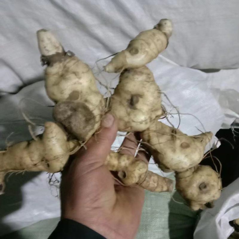 鸡头黄精，鲜货大块茎大量有货一手货源量大从优，