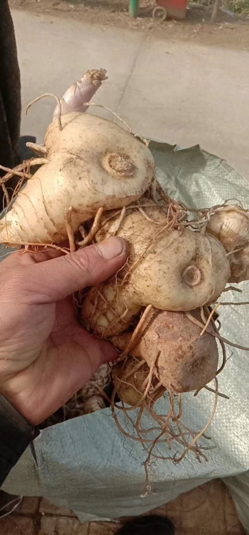 鸡头黄精，鲜货大块茎大量有货一手货源量大从优，