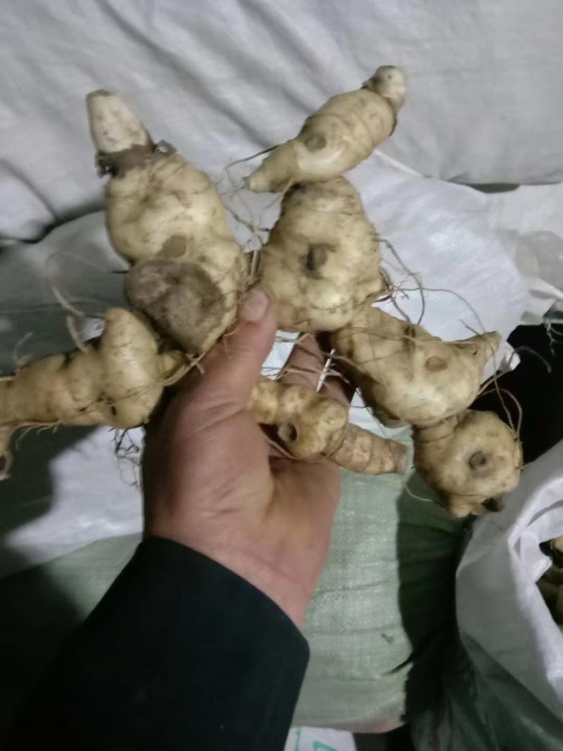 鸡头黄精，鲜货大块茎大量有货一手货源量大从优，