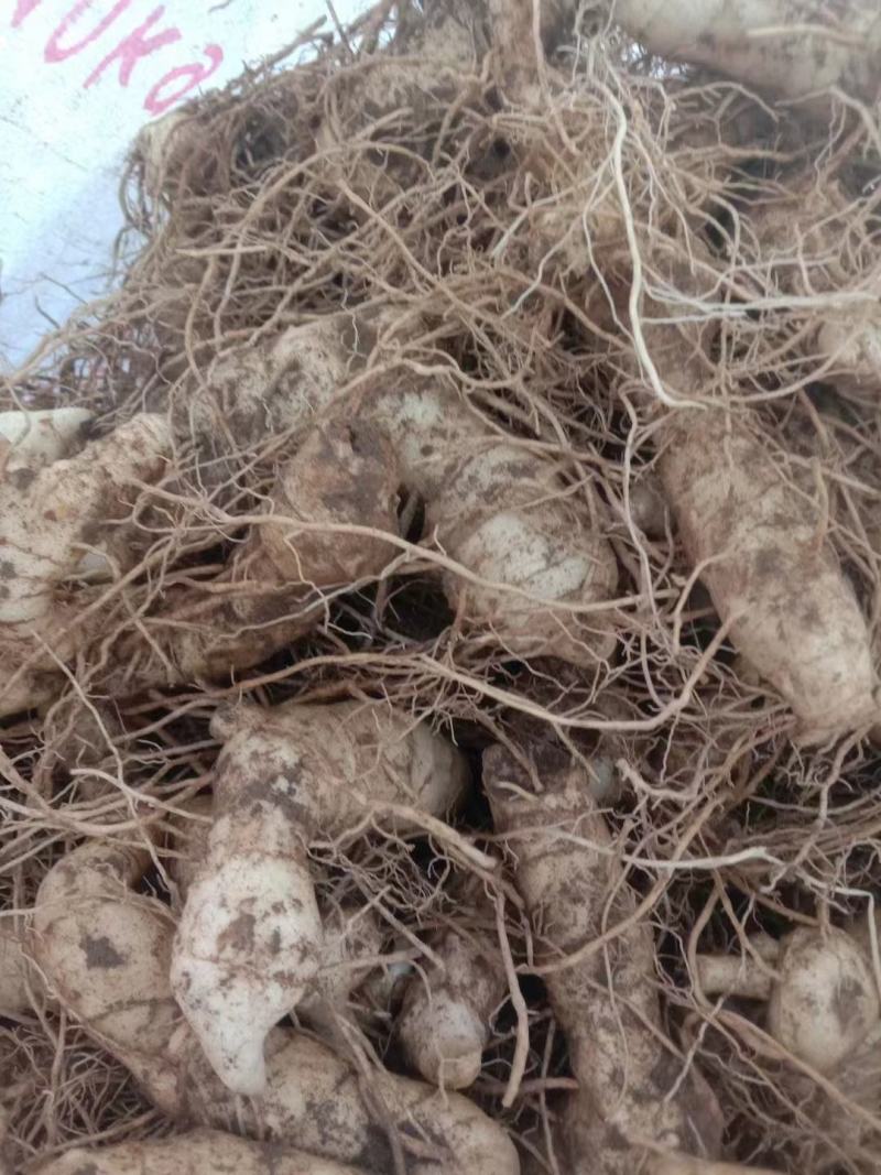 鸡头黄精，鲜货大块茎大量有货一手货源量大从优，