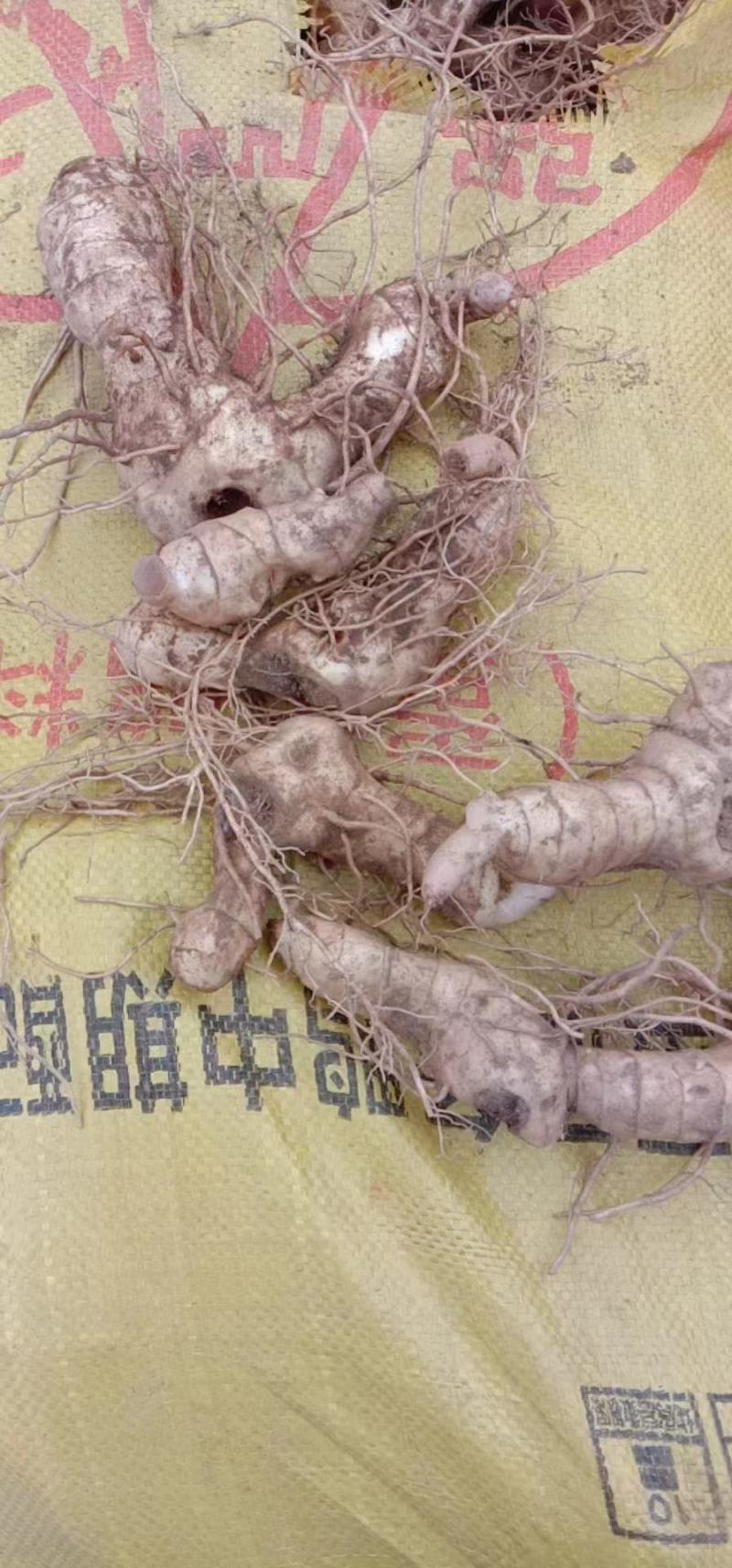 鸡头黄精，鲜货大块茎大量有货一手货源量大从优，