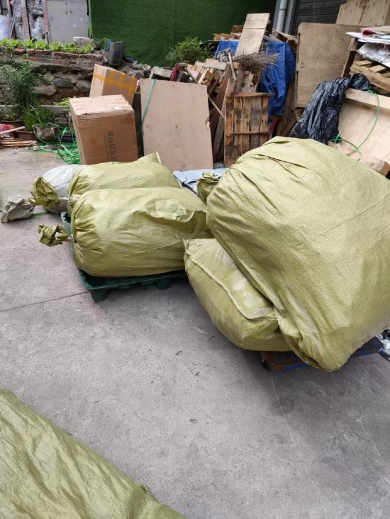 桑黄，桑黄菌，暴马丁香桑黄，种植桑黄，全国包邮，欢迎采购