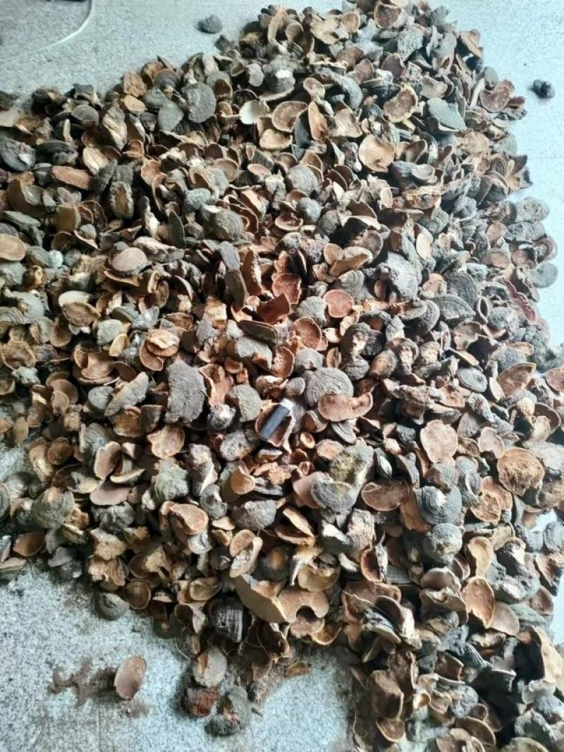 桑黄，桑黄菌，暴马丁香桑黄，种植桑黄，全国包邮，欢迎采购