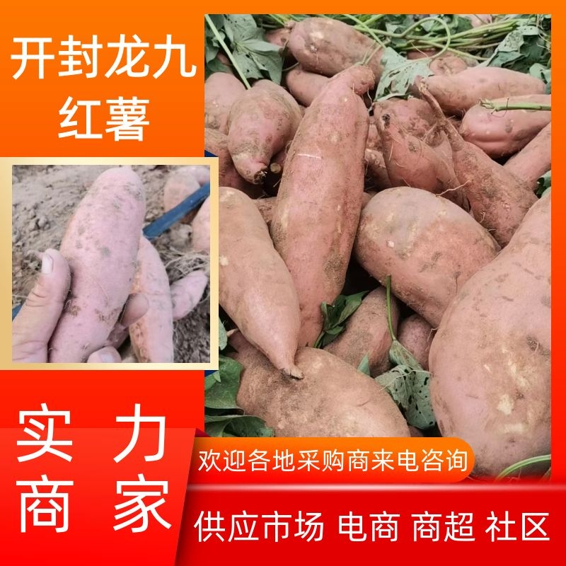 【推荐红薯】龙薯九号开封市祥符区纯沙地种植糯甜无丝视频看货