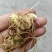 黄精苗，药材苗，多花黄精种苗，基地直供成活率高，包技术