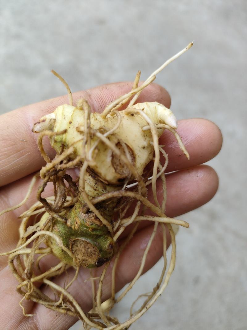黄精苗，药材苗，多花黄精种苗，基地直供成活率高，包技术