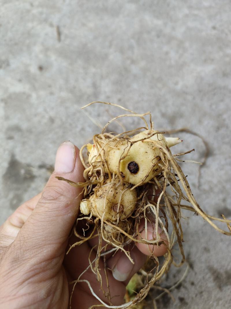 黄精苗，药材苗，多花黄精种苗，基地直供成活率高，包技术