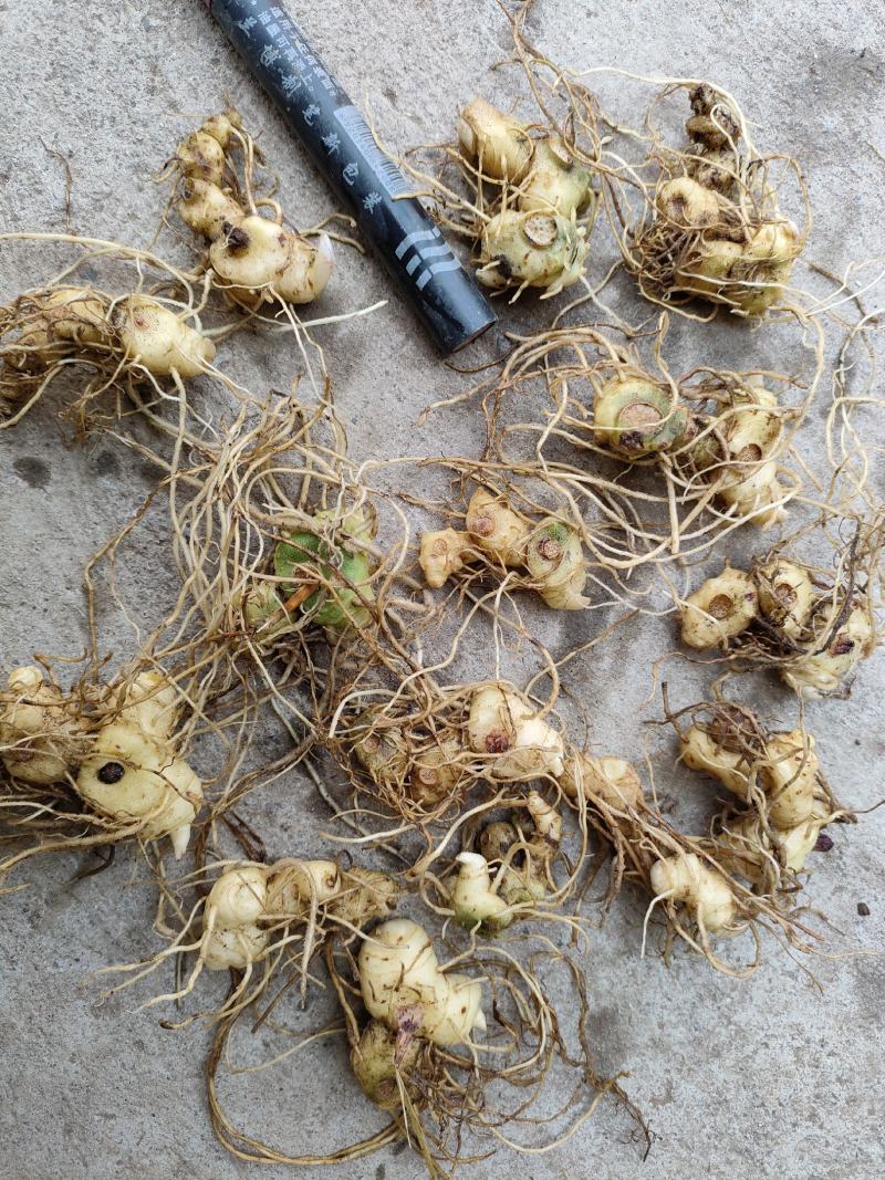 黄精苗，药材苗，多花黄精种苗，基地直供成活率高，包技术