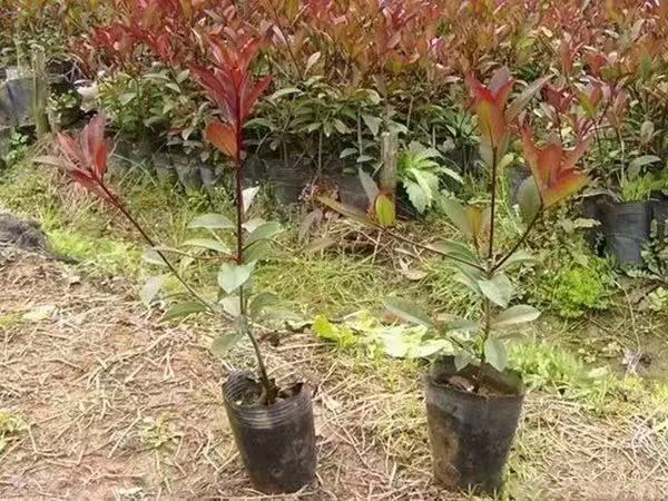 柱型红叶石楠小型盆栽,适用于家庭阳台、办公室等空间绿化 柱型红叶石楠盆栽展示