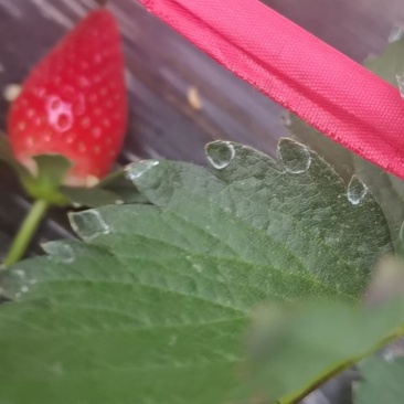 山东精品草莓产地直销量大从优欢迎老板选购可视频