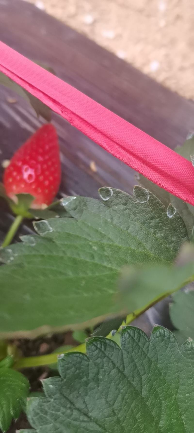 山东精品草莓产地直销量大从优欢迎老板选购可视频