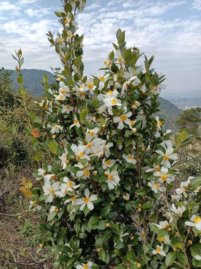 野生山茶籽