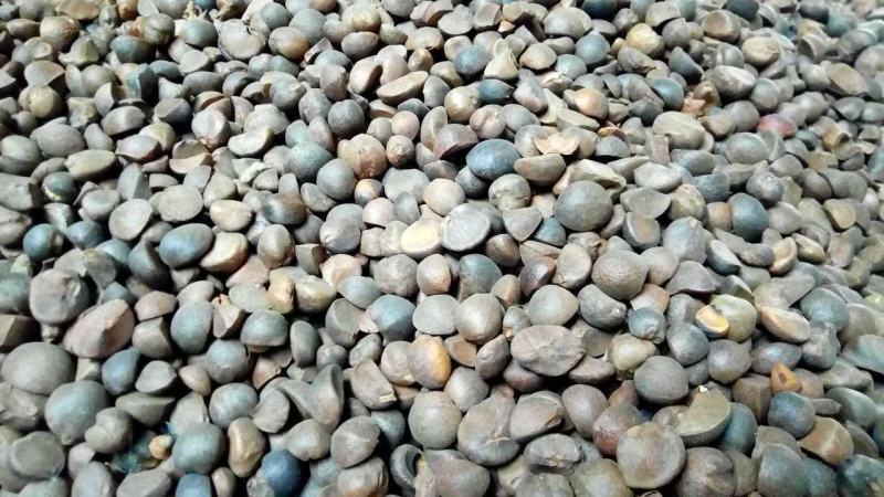 野生山茶籽