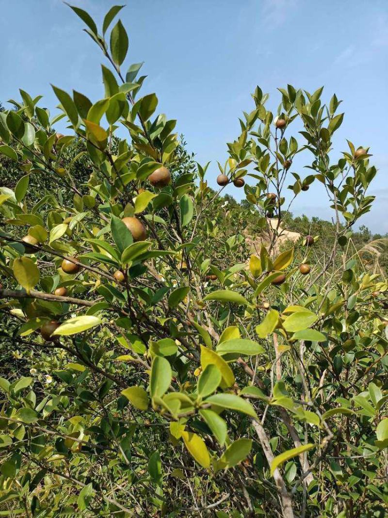 野生山茶籽