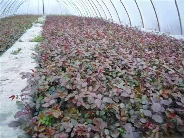 现代化温室内部场景,整齐排列的‘和平’月季植株正在开花,工人正在进行修剪作业,棚内配备滴灌系统与温控设备,体现智能化农业管理 温室中规模化种植的‘和平’月季