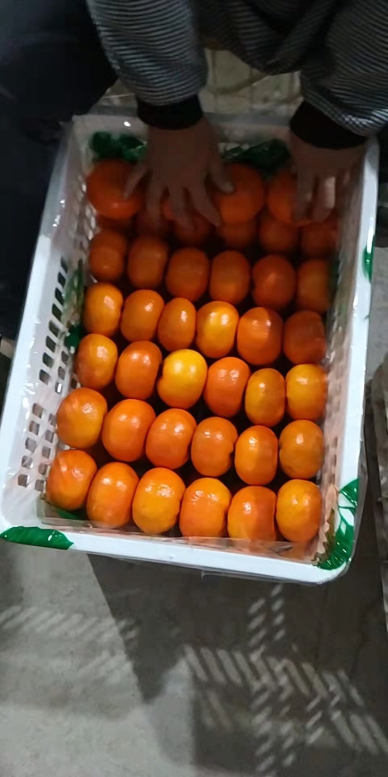 重庆默科特（三月红）百家货、园子货洗果打蜡一条龙、全国代