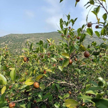 野生山茶籽