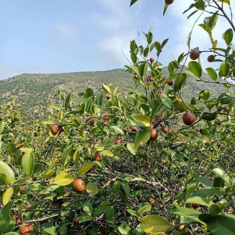 野生山茶籽