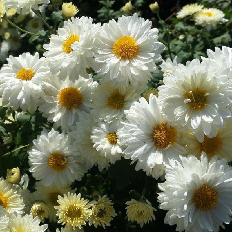 福白菊