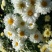福白菊