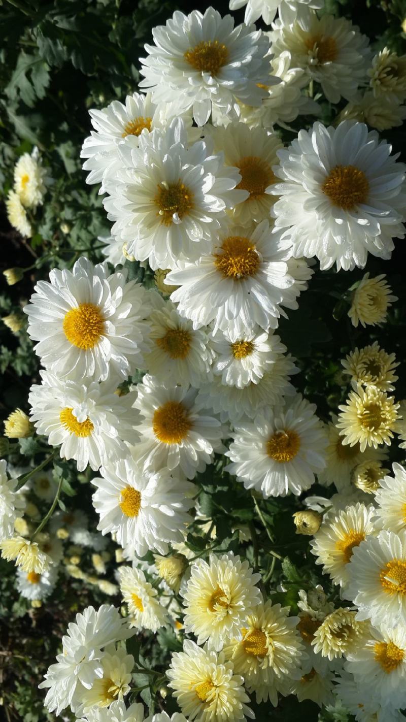 福白菊